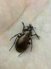 Carabus billbergi