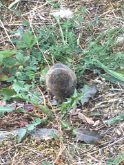 Microtus arvalis
