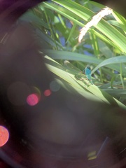 Calopteryx splendens