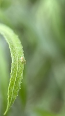 Misumessus oblongus