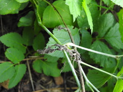 Rubus caesius
