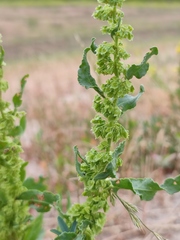 Rumex stenophyllus