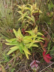 Gentiana cruciata