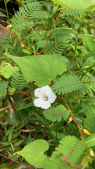 Ipomoea lacunosa