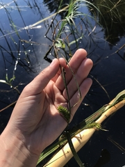 Carex atherodes