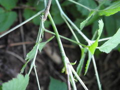 Rubus caesius
