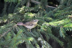 Acrocephalus schoenobaenus