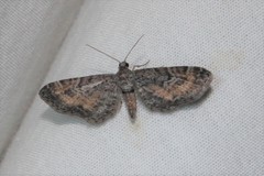 Eupithecia coloradensis