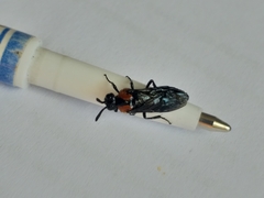 Argidae