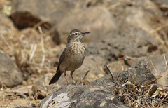 Anthus similis arabicus