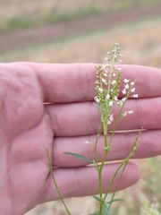 Melilotus wolgicus