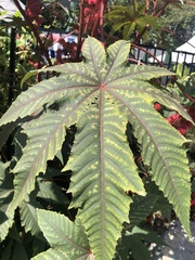 Ricinus