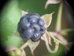 Rubus caesius
