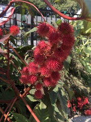 Ricinus