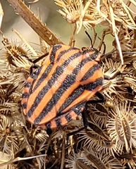 Graphosoma italicum