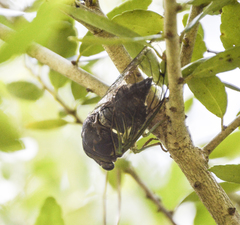Neotibicen tibicen tibicen