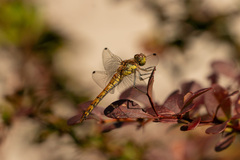 Sympetrum striolatum