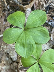 Isotria verticillata