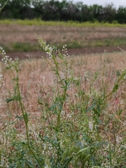 Melilotus wolgicus