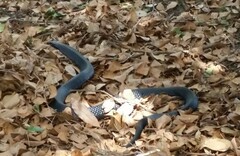 Pseudechis porphyriacus