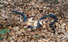 Pseudechis porphyriacus