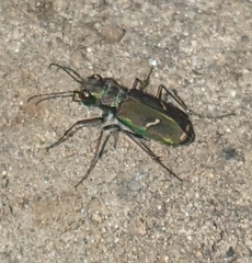 Cicindela purpurea