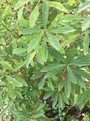 Daphne mezereum