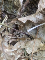 Isotria verticillata