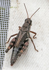 Melanoplus