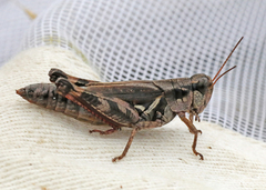 Melanoplus