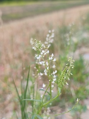 Melilotus wolgicus