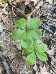 Isotria verticillata