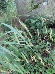 Bromus latiglumis