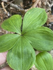 Isotria verticillata