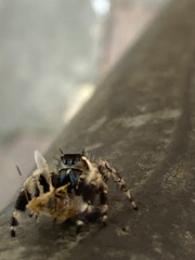Phidippus otiosus