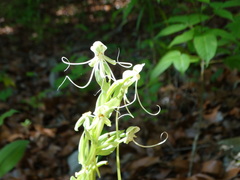 Habenaria macroceratitis