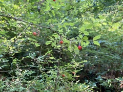 Rosa woodsii