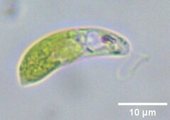 Euglena