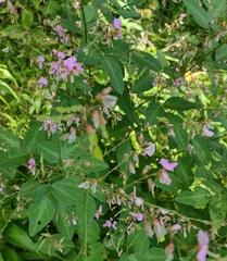 Desmodium glabellum