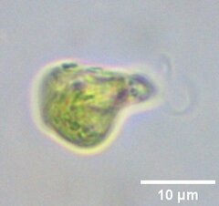 Euglena