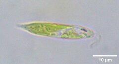 Euglena