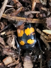 Nicrophorus vespilloides