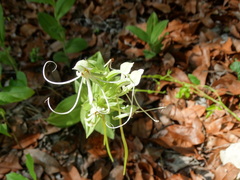 Habenaria macroceratitis