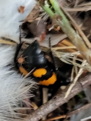 Nicrophorus vespilloides