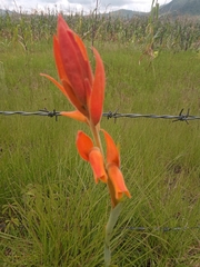 Dichromanthus aurantiacus