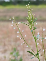 Melilotus wolgicus