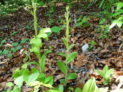 Habenaria macroceratitis