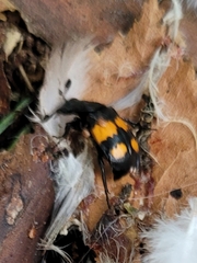 Nicrophorus vespilloides