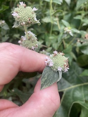 Pycnanthemum muticum