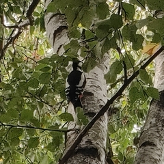 Dendrocopos major